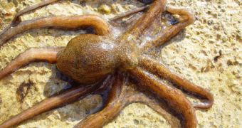 All octopuses and cuttlefish, as well as some types of squids, are venomous