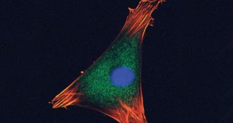 Image of a stem cells imbued with iron oxide and a fluorescent protein (for tracking)