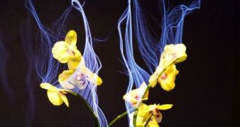 New Technology Creates Living Artificial Plants [Video]