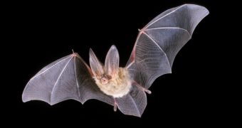New technology allows environmental scientists to keep a closer eye on bats