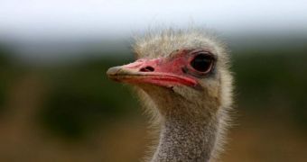 The ancestor of ostriches and moas found no use in flying anymore, once the dinosaurs went extinct, a new theory holds