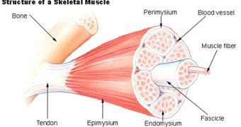 Satellite cells contribute to combating muscle deterioration