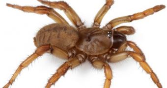 New species of trapdoor spider gets its name from President Barack Obama