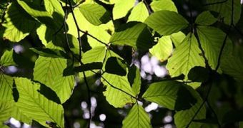 New Type of Chlorophyll Discovered