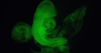 Mouse embryo featuring STAP cells marked with a fluorescent dye