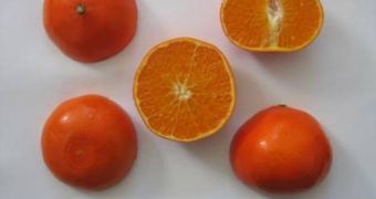 An image of the new DaisySL Mandarine citrus variety