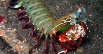 A peacock mantis shrimp (Odontodactylus scyllarus)