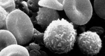 New type of white blood cells could become targets for novel classes of drugs