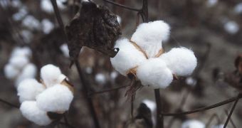 Nanoparticle-coated cotton threads set the foundation for a new class of smart clothes