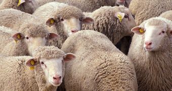 New Virus Attacks European Cattle, Sheep Goats