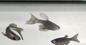 These are the zebrafish cloned via the new method at MSU