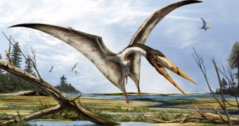 New website documents pterosaurs specimens across the world