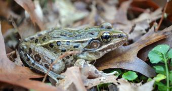 A new frog species has been discovered – in the midst of New York City's urban area