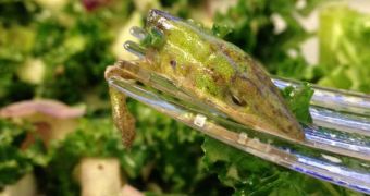 Woman finds severed lizard head in kale salad