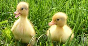 New York Restaurant Serves Fetal Duck Eggs – Video