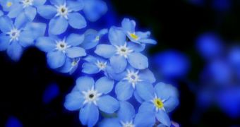 Rare forget-me-nots are found in New Zealand (click to see picture)