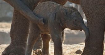 Zoo in Israel welcomes baby Asian elephant