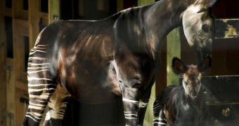 Newborn Okapi Makes First Public Appearance at Bristol Zoo