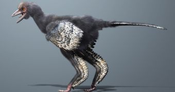 Newly Discovered Dinosaur Looks like a Chicken