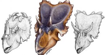 Newly discovered Mercuriceratops gemini (center) compared to horned dinosaurs Centrosaurus (left) and Chasmosaurus (right)