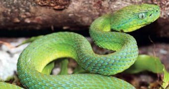 Newly Discovered Pit-Viper Species Is Already Critically Endangered