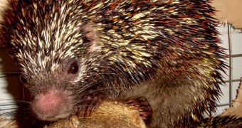 New critically endangered porcupine species is discovered in Brazil