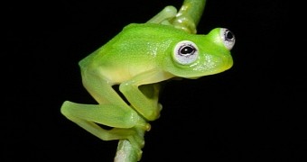 New frog species discovered in Costa Rica