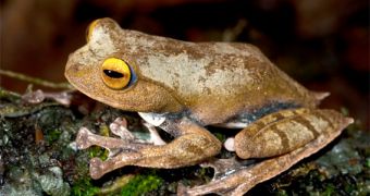 Rhacophorus vampyrus frog, a newly-found rare creature, discovered and described by biologist Bryan Stuart
