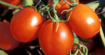 Genetically engineered tomatoes developed at UCLA target lipids responsible for increasing stroke and heart attack risks