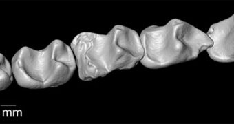 The fossil teeth of Nosmips aenigmaticus make it stand out from the three main groups of primates established to have been inhabiting Africa 55 million to 34 million years ago