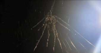 Small spiders from two new species build large-scale effigies of themselves that are anatomically correct