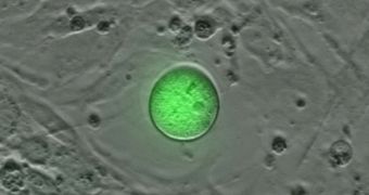 This human oocyte expressing green fluorescent protein was derived from oogonial stem cells