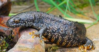 Great crested newts in Essex, UK force company to postpone plans to build a massive solar plant
