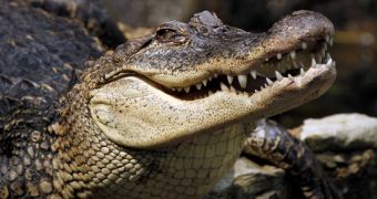 Crocodiles and alligators sometimes feast on fruit, legumes, nuts and grains