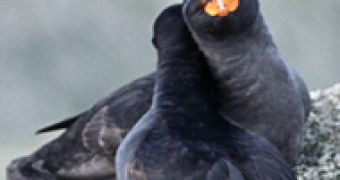During the mating season, crested auklets rub each other's necks to transfer natural insecticides