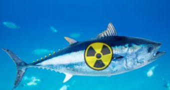Radioactivity in fish, seafood is not a threat to human consumers, researchers say