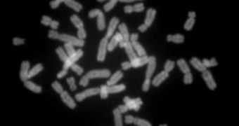 Chromosomes during metaphase