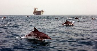 Dolphins in proximity of a ship