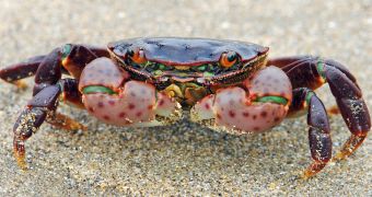 Crabs exposed to noise pollution stop eating, become more vulnerable to predators