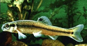 Freshwater fish species in North America are becoming extinct at alarming rates