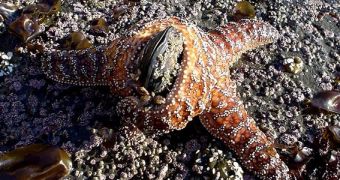 Image of a starfish consuming a mussel