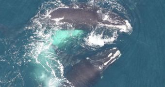 Researchers say North Atlantic right whales probably gather in the Gulf of Maine to breed
