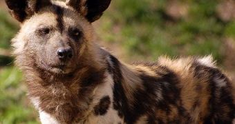 The African Wild Dog is functionally extirpated
