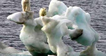 Polar bears stranded on ice