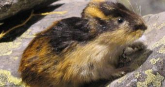 Norwegian lemmings did not originate from other lemming species, but rather survived the last Ice Age unscathed