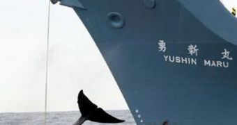 Japanese sailors hauling a dead whale aboard their slaughterhouse ship
