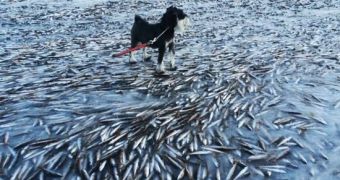 Norwegian Bay Fish Freeze While Swimming Because of Extreme Cold