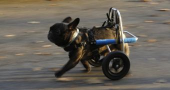 Paralyzed dogs get a chance to walk again