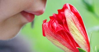 The brain analyzes different smells alternately, not at the same time