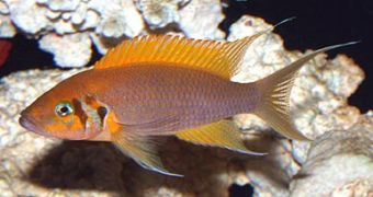 Male of Neolamprologus pulcher